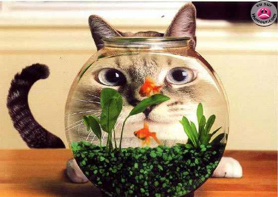 14_chat_aquarium