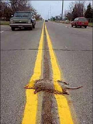 32_roadkill