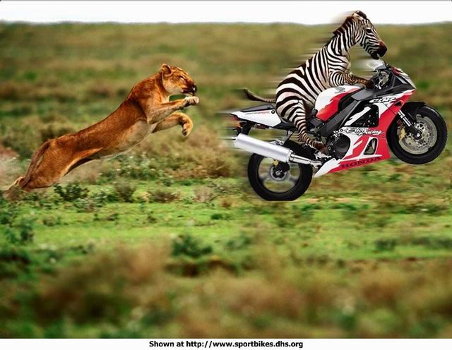 55_Zebra On Bike