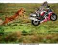 55_Zebra On Bike